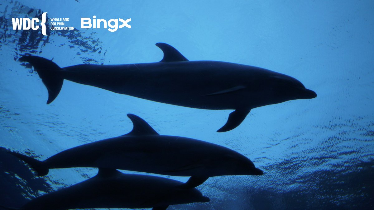 Our #BingX partner @whalesorg is participating in the @thebiggiveorg Green Match Fund. Any donation you make from now to Thursday 25th April will be doubled! You can donate by clicking on this link: tinyurl.com/4psb5wdy All the donations raised will be used for amazing