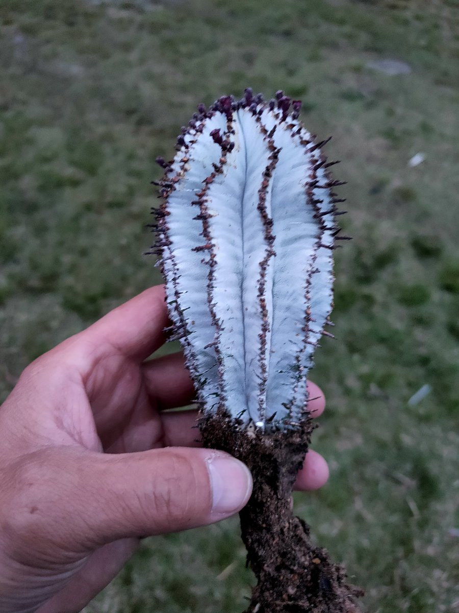 ハゲ散らカクタス店長岡田の草の趣味 tweet media