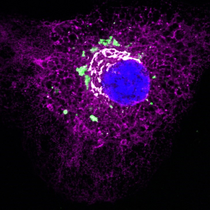 📝Blocking the Collagen Floodgates: New Strategy to Tackle Fibrosis and Scarring Study published in @NatureComms 👥@CRGenomica, @UniCologne, @ICFOnians, @IJMonod, @embl, @DBT_inStem & @MPIAGE ICFO News👉bit.ly/4b4drH4