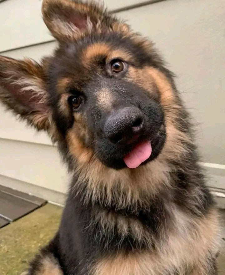 German Shepherd tweet media