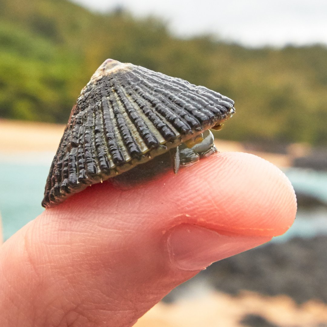 We’re proud to be preserving natural habitats for all kinds of wildlife — including the weird and wonderful creatures found around the rocky shores of the Pembrokeshire Coast 💚 🌊 ... and this limpet is no exception! 🤩🐚