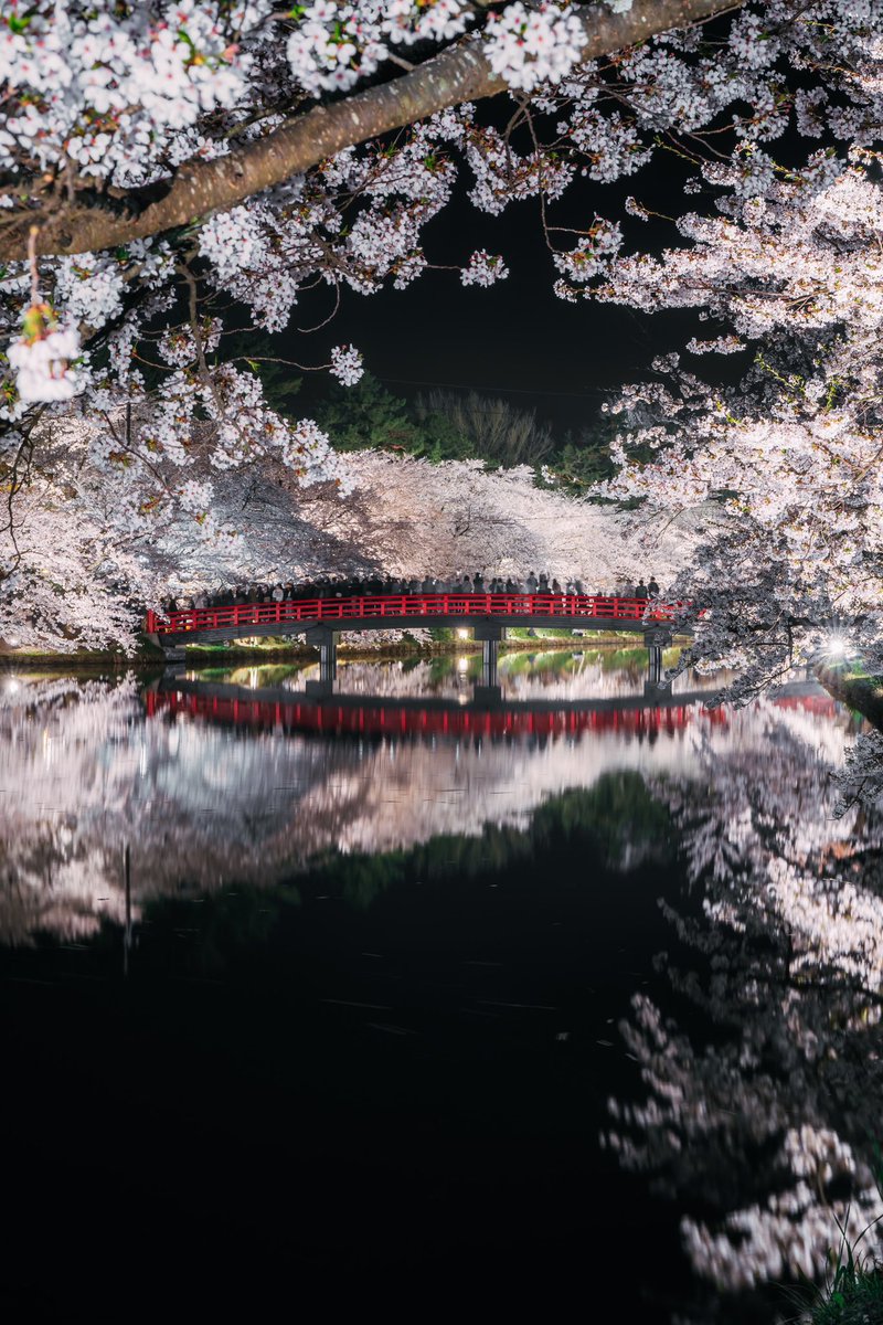 弘前の桜が美しすぎて泣いた