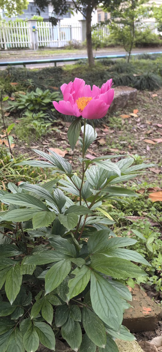 A flower falls to a flower, enjoy the peony to see the peony!
一花落去一花开，赏完牡丹看芍药！