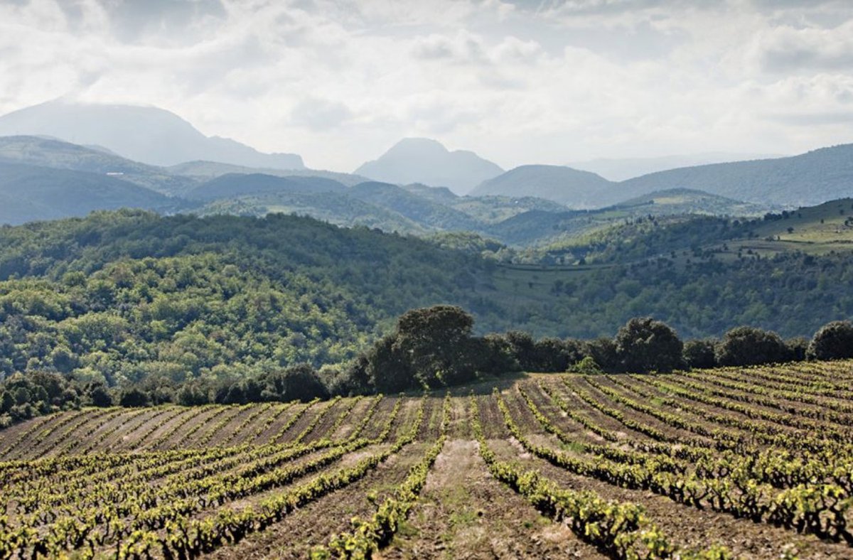 “Pays d'Oc IGP wines deliver on quality &amp; value. Our customers can find high-quality wines at affordable prices." Jamie Smith of <a href="/onlinetastingco/">The Online Tasting Company</a>  <a href="/WineStoryLondon/">Wine Story</a> #LesVigneronsdeFrance sum up the appeal of Pays d’Oc IGP wines in 2nd of our articles the-buyer.net/people/supplie…