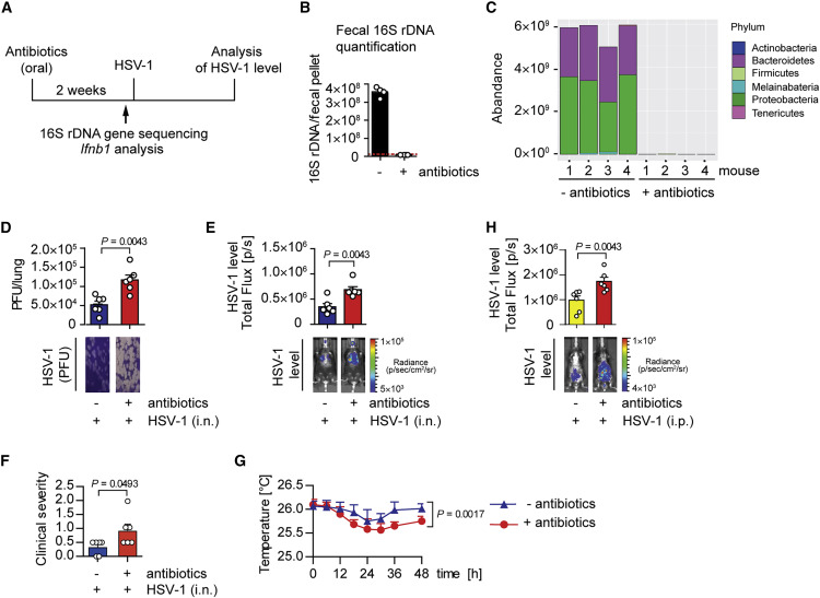 THE GUT MICROBIOME, and COVID:
The microbiota in your gut is responsible for peripheral cGAS-STING activation, promoting resistance to systemic viral infections like COVID.
If you give an antibiotic during a viral infection, you risk inactivation of cGAS STING to deal with that