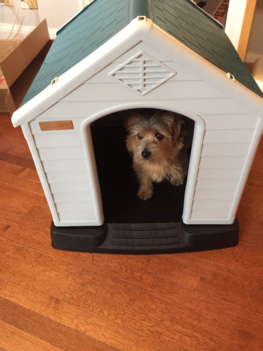 Dis was me, in de nice doghouse me Mom bought me from Wayfair in 2022. Her clever fwen Claire assembled it. Me never used it, inside or out: me said it were too big! Zombs could have got in! #ZSHQ #TheRuffRiderz