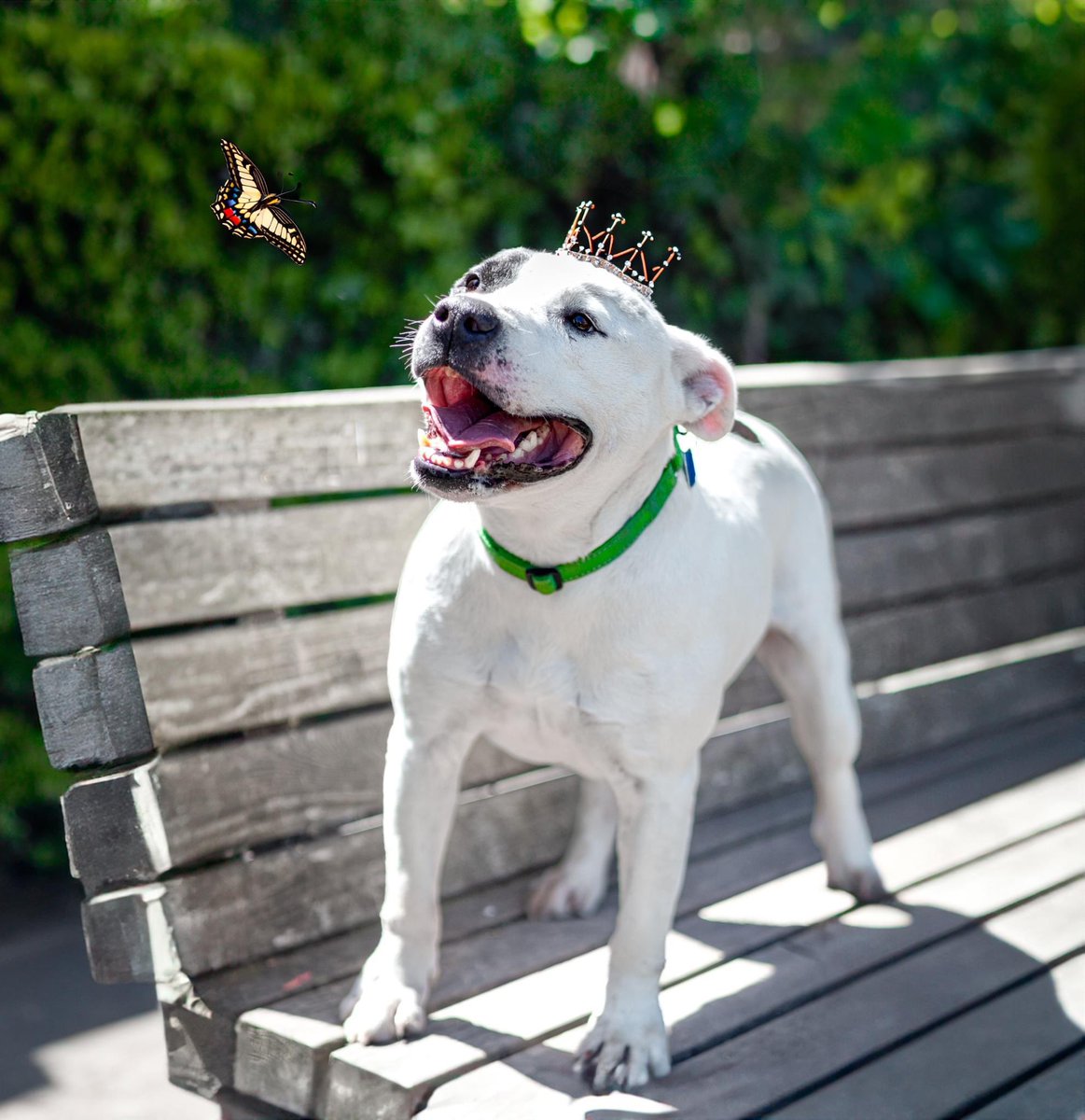 this dog’s name is THWOMP you can adopt him from the oakland animal shelter (Oakland, CA)