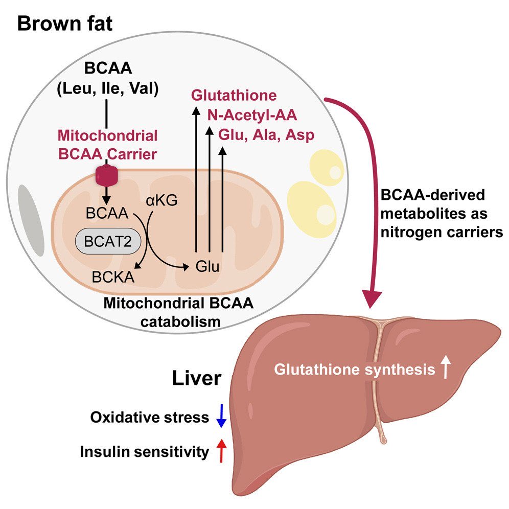 褐色脂肪細胞（BAT）のミトコンドリアにおける分岐鎖アミノ酸（BCAA）代謝の異常が、インスリン抵抗性につながることを示した論文。
なんとこの代謝異常にBATの熱産生機構は関連しないらしい。
この代謝異常は高脂肪食で誘発され、逆に低温曝露でBCAA代謝は亢進されるとのこと。
Cell誌