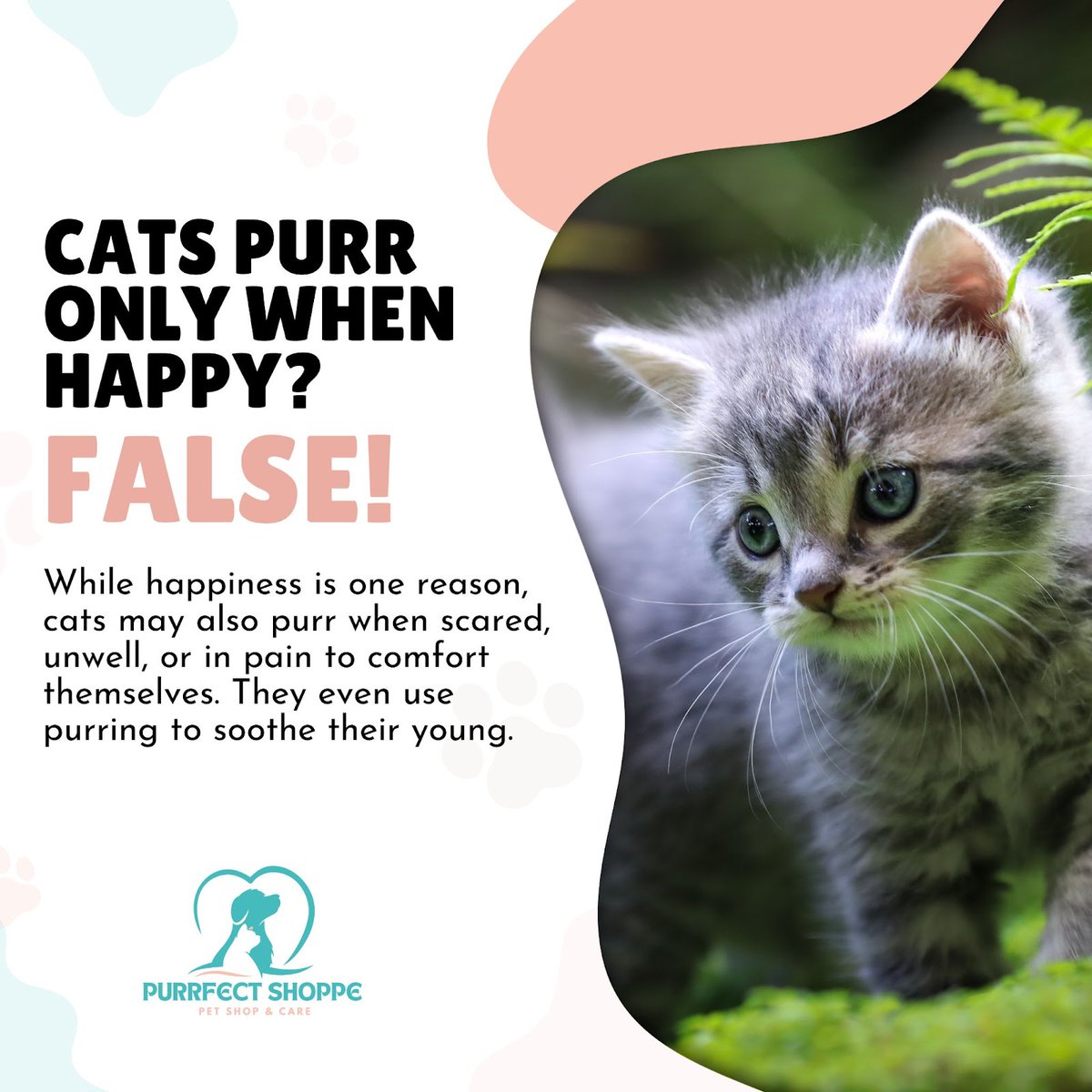 Uncover the hidden tales behind a cat's purr – from self-comfort to comforting their young. Exploring the multifaceted world of feline communication. 🐾
------
🌐 purrfectshoppe.com
.
#purrfectshoppe #petlove #furryfriends #shopwithconfidence #comfortandjoy #petaccessories