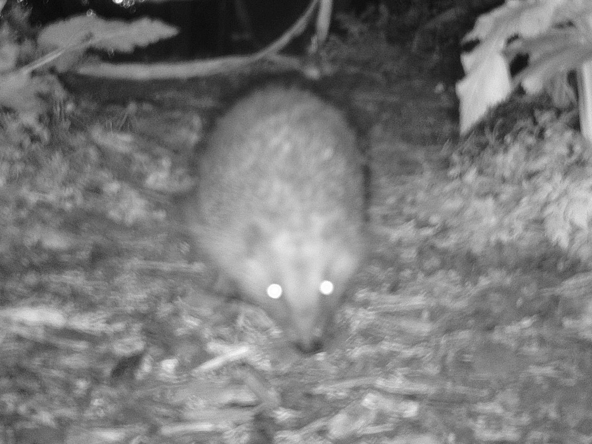 Hedgehog! Put the camera out last night to check for Fox cubs and saw this beauty. So excited, have never seen a Hedgehog here before. They've either been out of sight of me and the camera or the renewed branch hedge put in at the bottom of the garden has given better access.