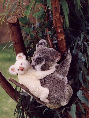 Albino baby koala and mum.💞