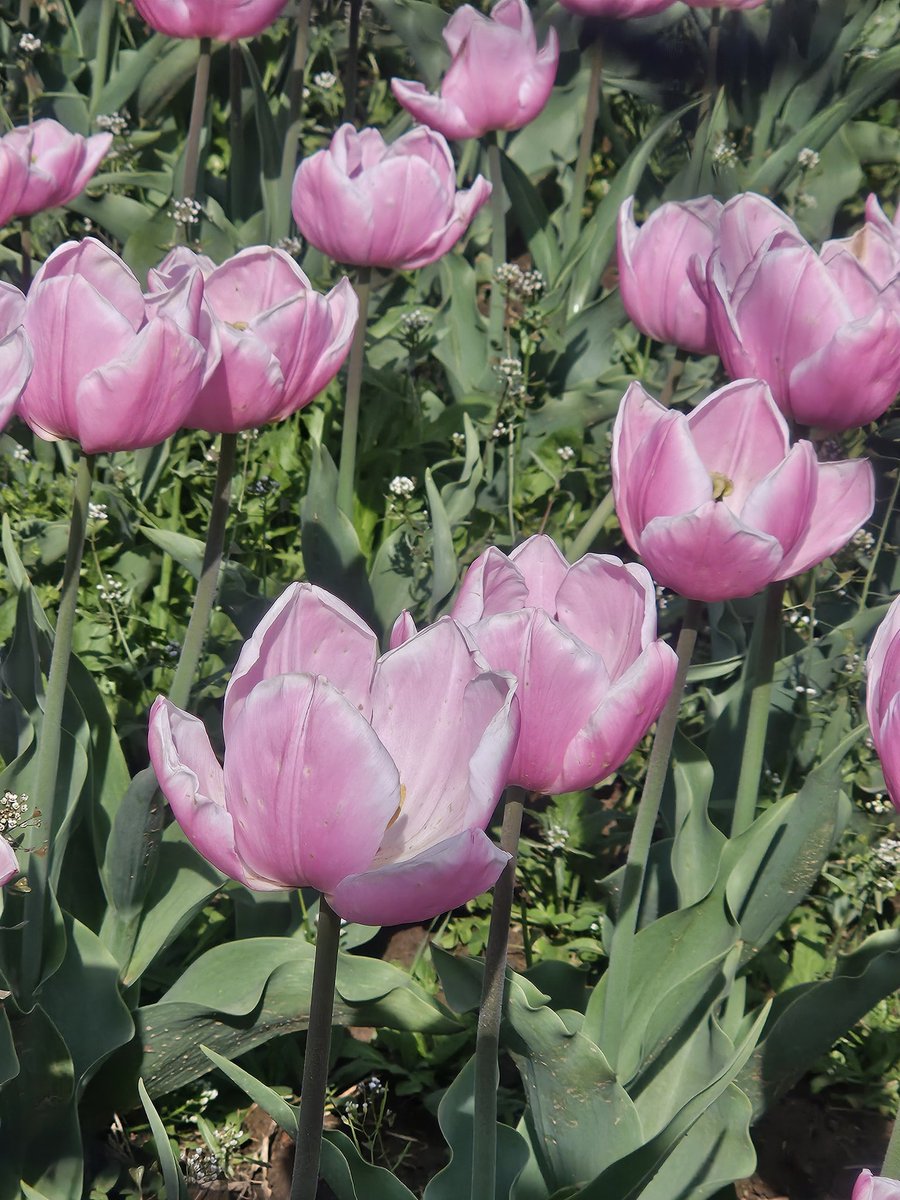 Share something pink from your gallery ..
#FlowersOfTwitter #tulips #tulipgarden #Kashmir #theme_pic_india_flowers