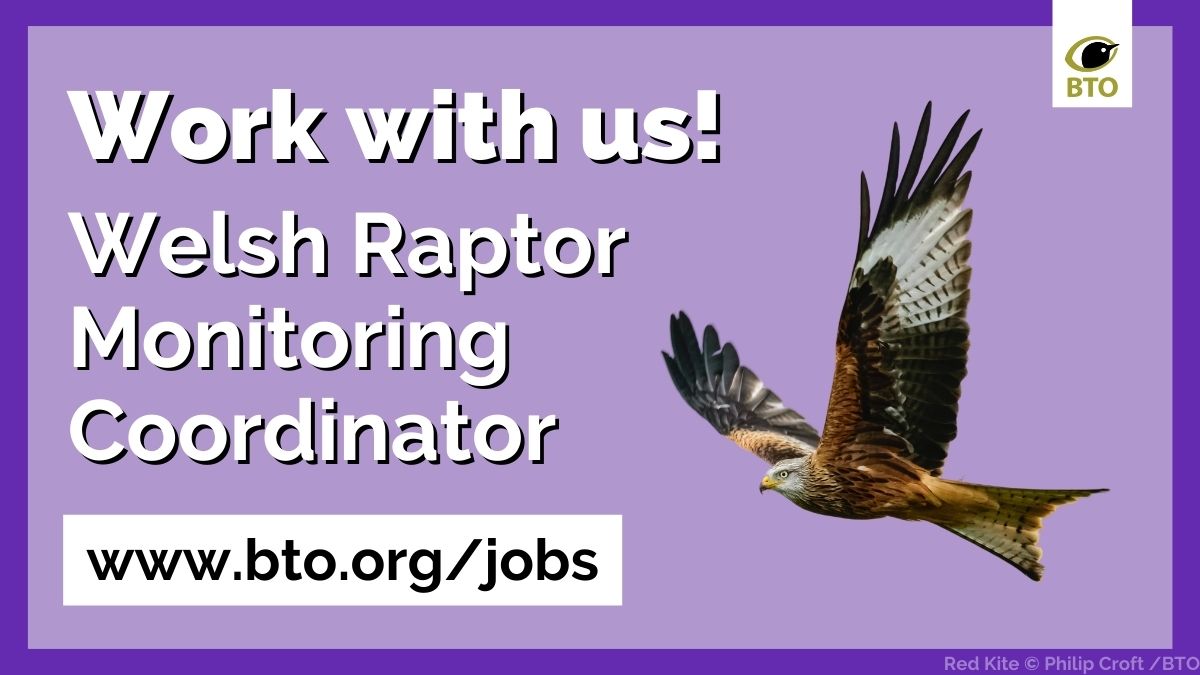 JOB OPPORTUNITY - Welsh Raptor Monitoring Coordinator. Full time, permanent position, £30K. Job description etc ⬇️⬇️ raptorpersecutionuk.org/2024/04/24/job…