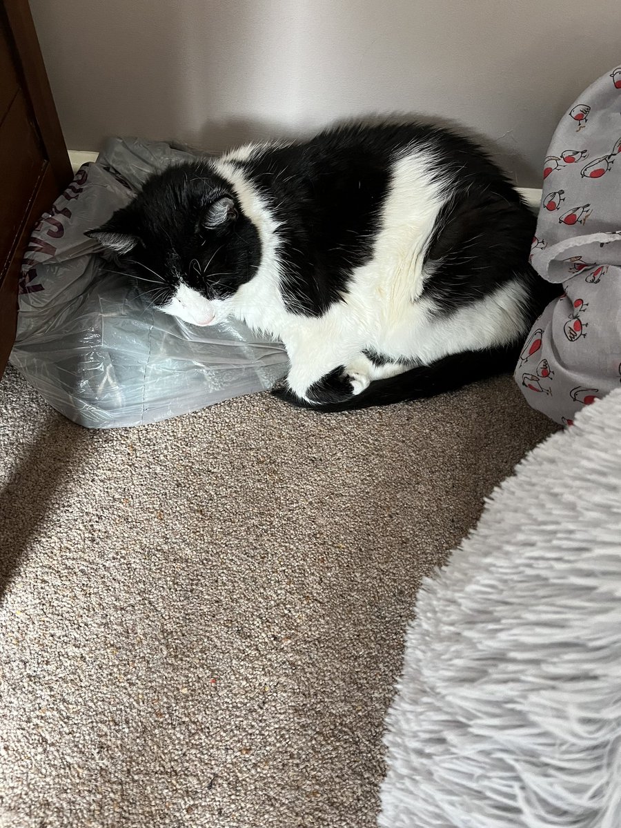 Beds, blankies, scarves ……. carrier bag 🤷‍♀️ #CatsOfTwitter #MissMo