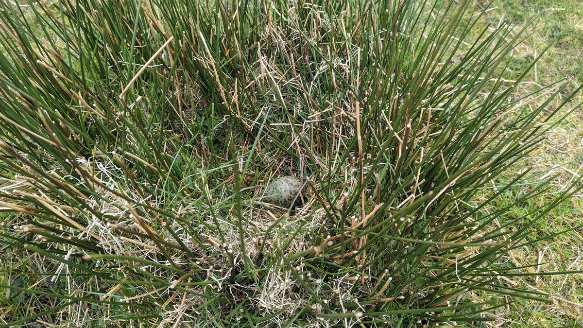 Live photo from our wading bird survey 😍😍😍😍 Curlew nest with an egg!