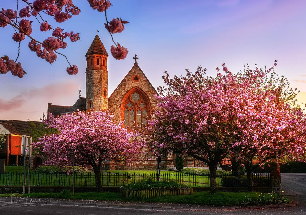 Cherryblossoms in bloom in Omagh @angie_weather @WeatherCee @bbcniweather @barrabest @Louise_utv @WeatherRTE @WeatherAisling #spring #cherryblossom