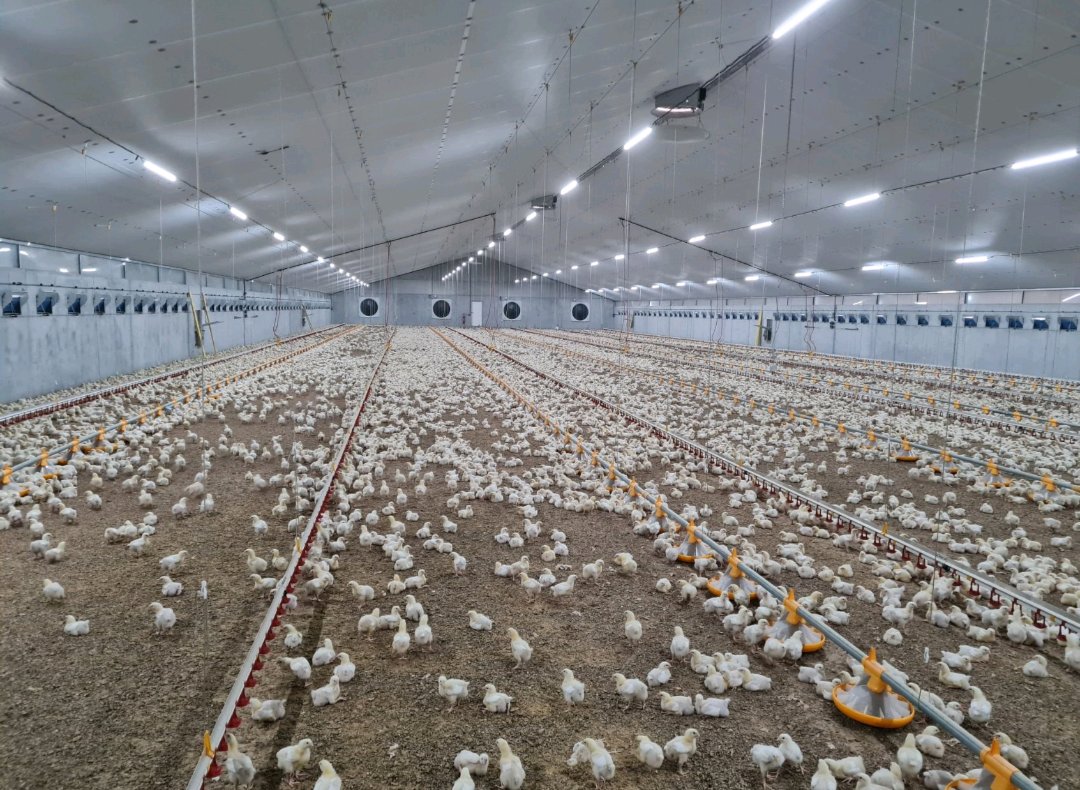Radvan_Vedasto's tweet photo. 30,000 chicks placed .
Breed cobb500
House dimensions 105m x 16m
Stocking density 18chicks / M².
#Farmlink🐥🐥🐥 https://t.co/myqtOht1ZW