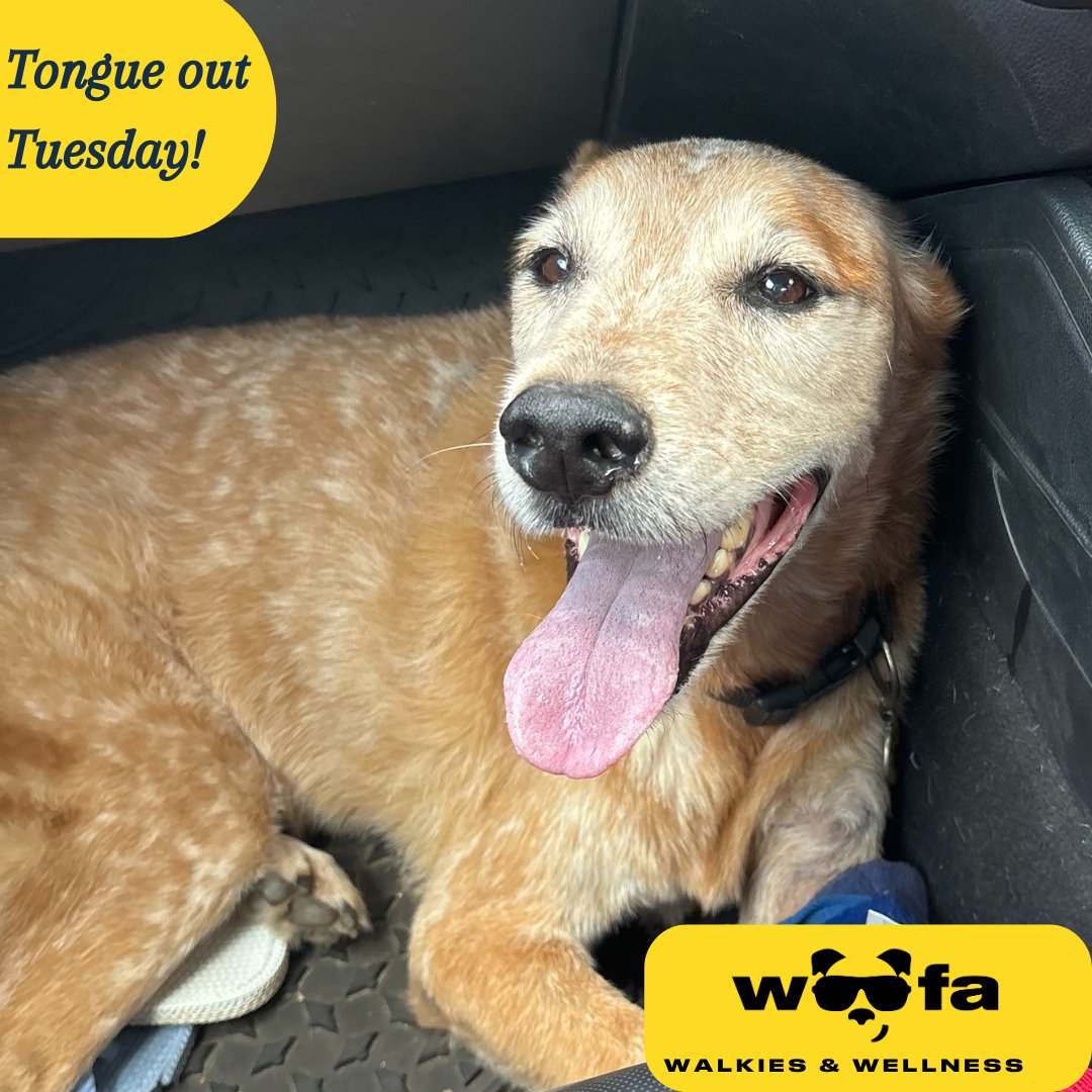 Happy Tuesday! 
The CIC always happy to be on his way to an adventure! or coffee....
@woofa_app #woofa #dogsofwoofa @ssangyong #musso #tongueouttuesday #adventuretime #coffeedogs #dogsoftwitter #heeler #redheeler #dogsofaustralia