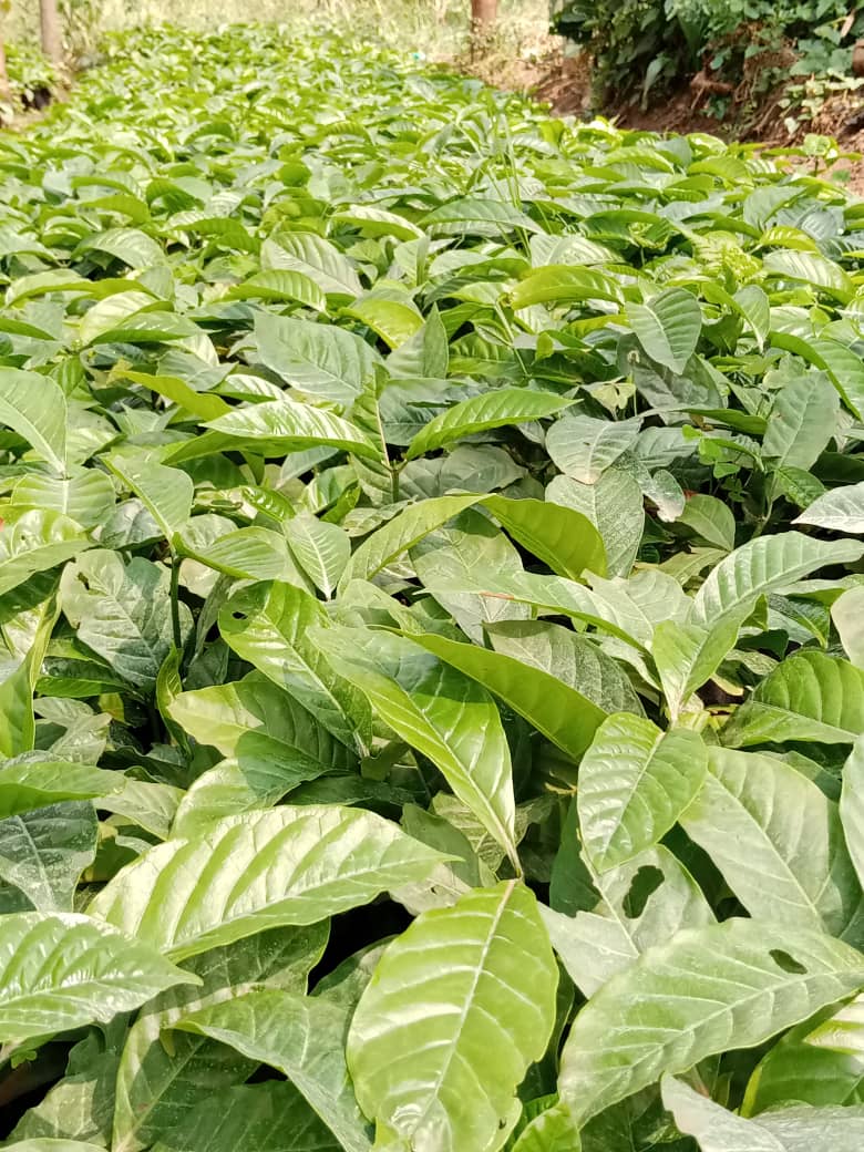 The planting is almost coming to an end. This is to notify you that we still have quality CWDr aka KR coffee plantlets. They're well hardened, high yielding, grow faster & resistant to CWD. Location: Kakumiro TC & Busula/Wobulenzi Tel: 0775170346/0703828741