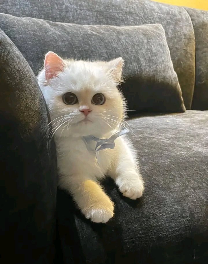 No Context Cats tweet media