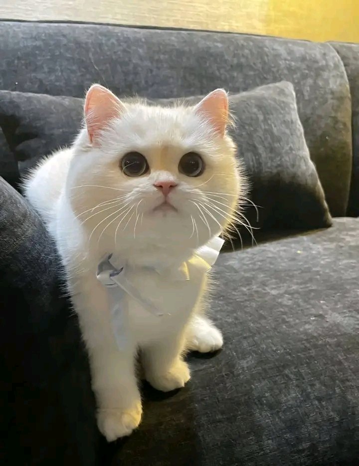 No Context Cats tweet media
