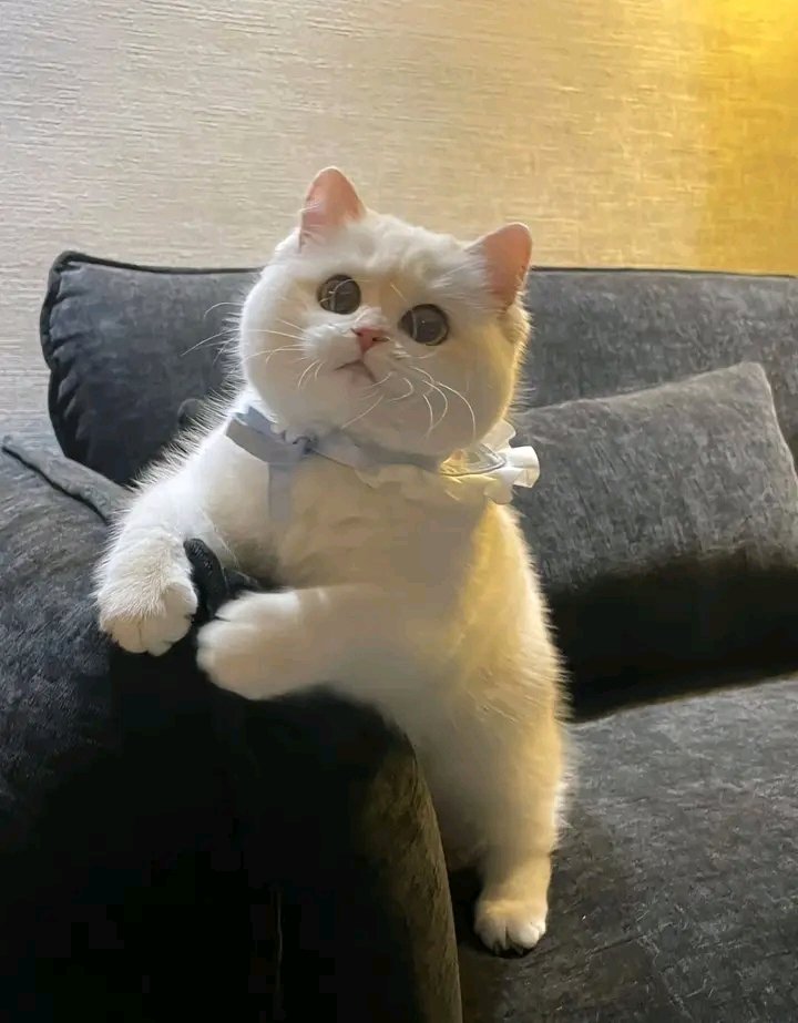 No Context Cats tweet media