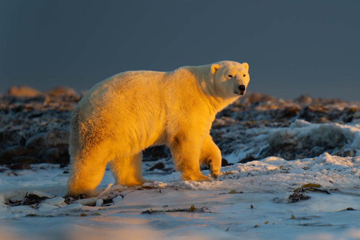 My favourite shots of polar bears (landscape)

#ursusmaritimus #polarbear #polarbears #icebears #onsafariwithnickdale