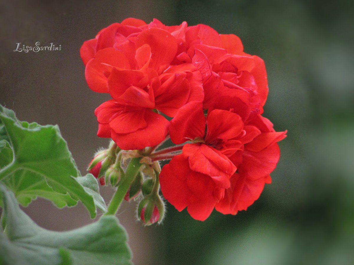 Red geranium on my balcony