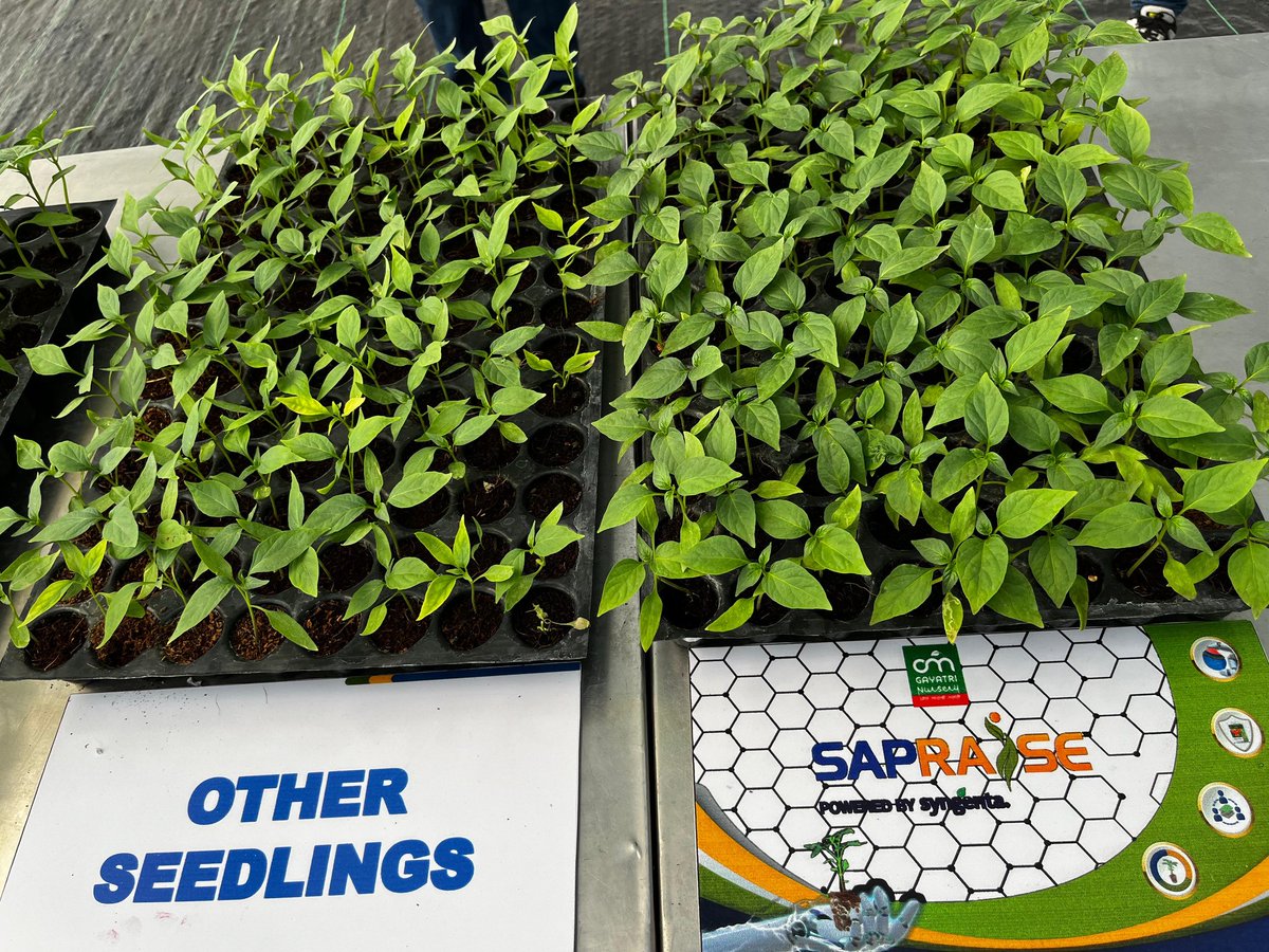 Proud to announce debut of our SapRaise Nursery in Nashik in collaboration with @omgayatrigroup. This partnership promises high-yielding cauliflower, tomato & Capsicum seedling solutions, empowering farmers & transforming agricultural landscape 🍅🌾 #FarmingInnovation #Seeds