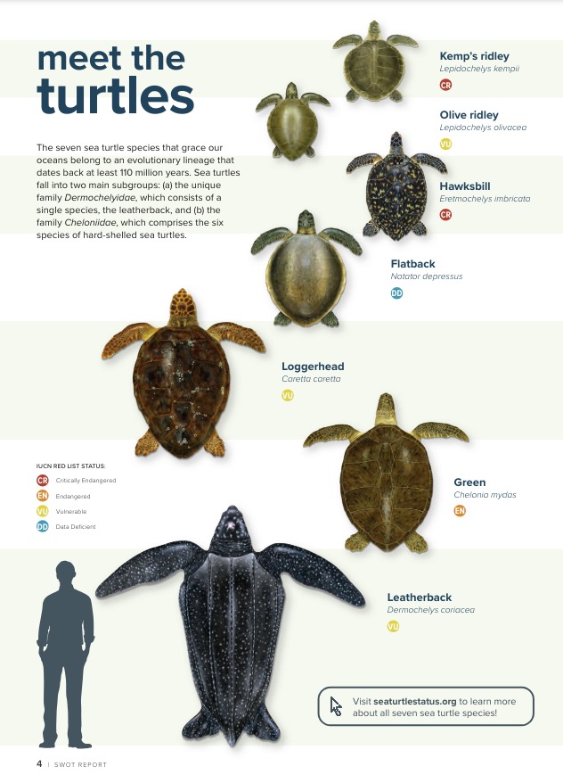funcoriacea's tweet photo. Conoce las tortugas, una sección infaltable en el #SWOTReport. Maravillosas ilustraciones de #DawnWitherington. Visita esta página en https://t.co/4Oq2LCwXkP y observa con cuidado cada una de las siete especies de tortugas marinas que hay en el mundo 
#seaturtles https://t.co/Rxw8N7VyVc