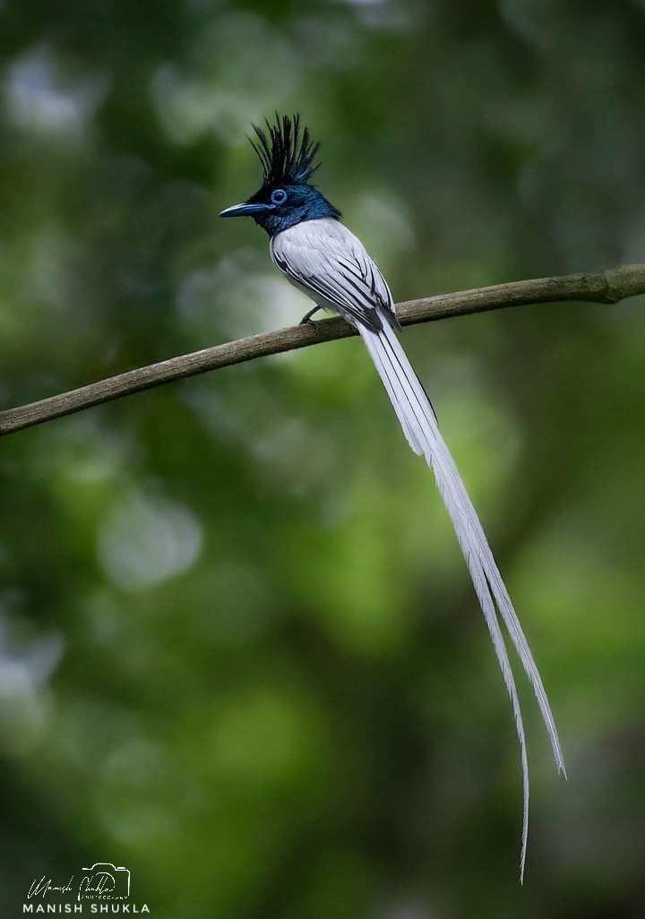 'Indian paradise flycatcher' or 'Doodhraj'
State Bird of Madhya 
@statebirdofmp
@WetlandsInt 
@wetlandconservation
@RamsarConv 
@MPTourism 
@mptfs 
@mpwetlanddepartment
@WorldTrave97495 
@Britnatureguide 
@Abhikhandekar1 
@ThakkarLokendra