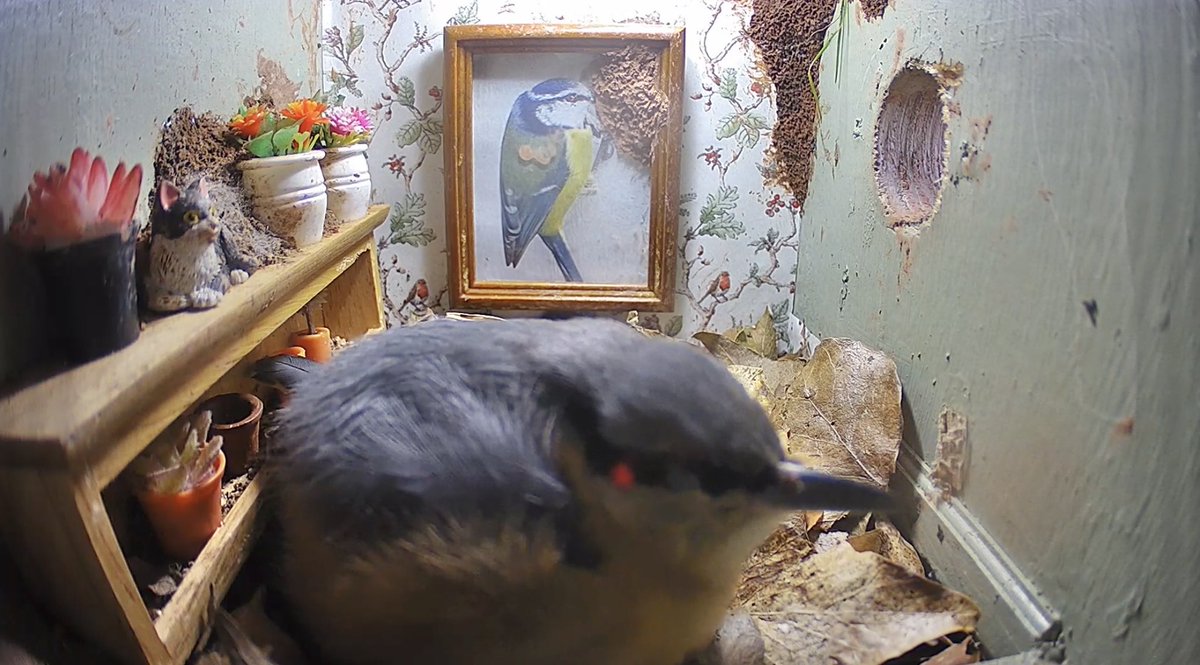 Mrs N is sleeping overnight now in the apartment they have reconfigured. Doesn’t look the comfiest place to sleep , but will we see some eggs in the coming days?? 🤞#GwylltHollow #Nestenders2024