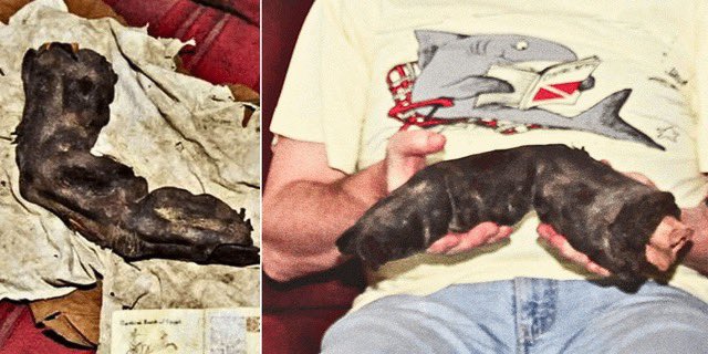 A mummified giant finger was found in Egypt in 1988 by Gregor Spörri. The finger was said to be 15 inches long (about 38 centimeters) and it is estimated that the finger would have had to come off of something about 16 feet tall. Some believe it is evidence of an ancient race of…