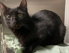 Darling black girl kitty Willow at NYC ACC is just as scared as scared can be! On 04/25 they may kill this pretty cat because of fear & that is that! Adopt before her killing day or pledge please if you may! 🙏 BEYOND URGENT! newhope.shelterbuddy.com/Animal/Profile… & tag @sachikoko with pledges