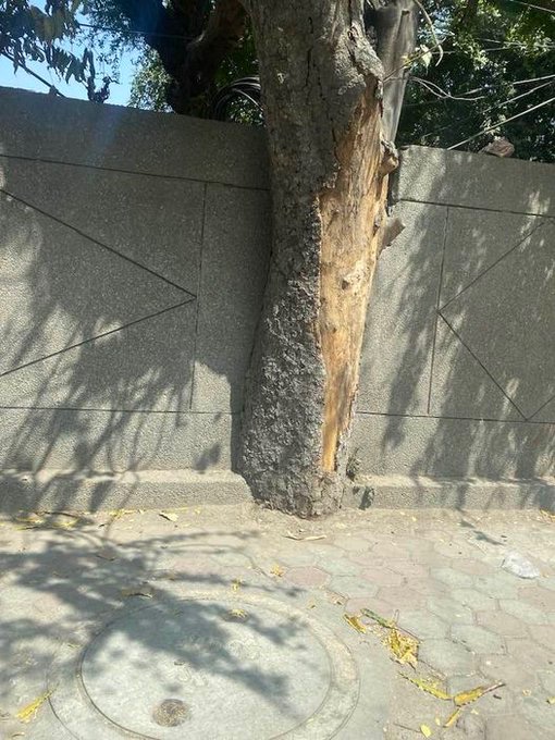 @DelhiPwd @pwddelhi @NGTribunal @PTI @ANI @moefcc @NDNS_HQ Dear PWD,to bring to your attention the distressing condition of a tree on Mathura Road, just before entering Friends Colony. a concerned member of Team New Friends C.H.B.S.LTD,I urge you to take immediate action to preserve the tree.why this issue is still pending?