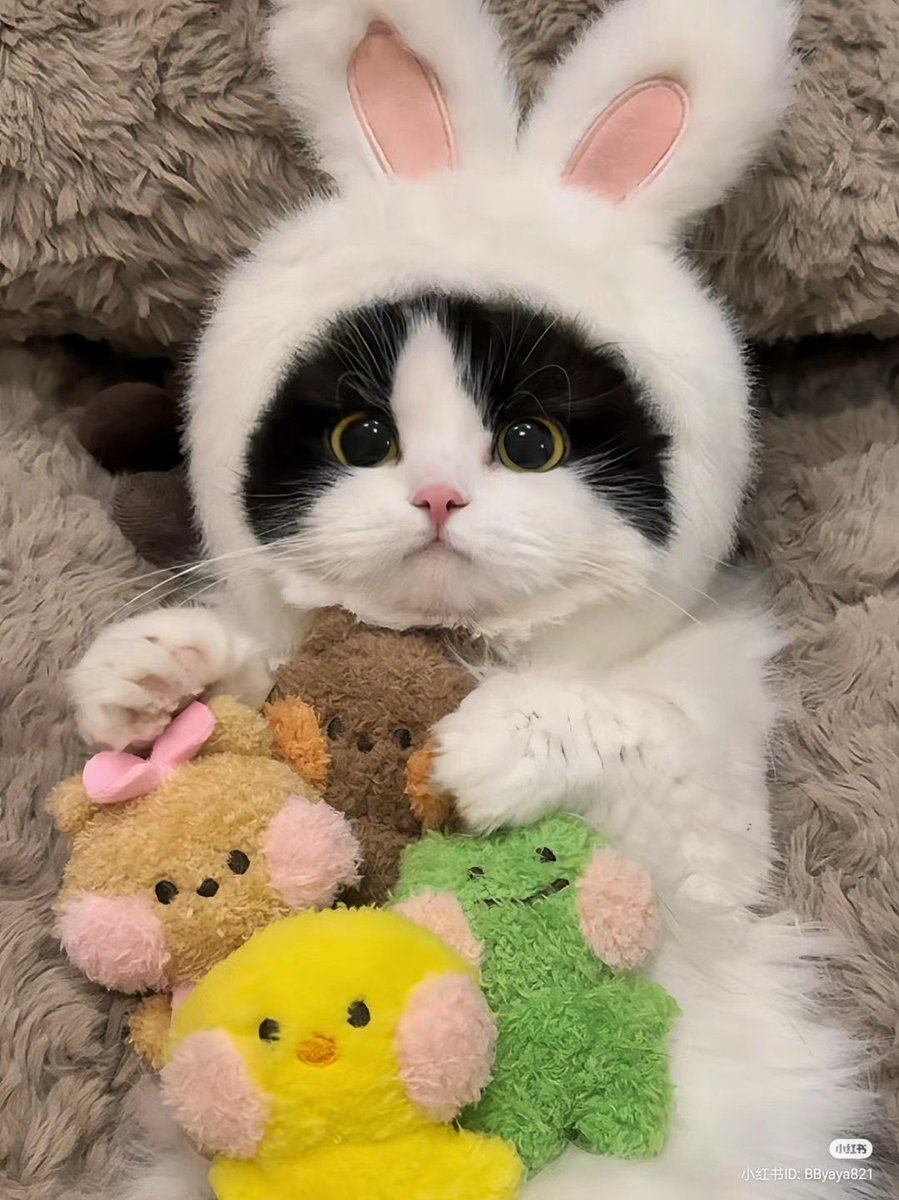 pavelphoom's tweet photo. ชุดมู่พรุ่งนี้พร้อม LaMuMu😼 #BabeCats https://t.co/n704LXbVlL
