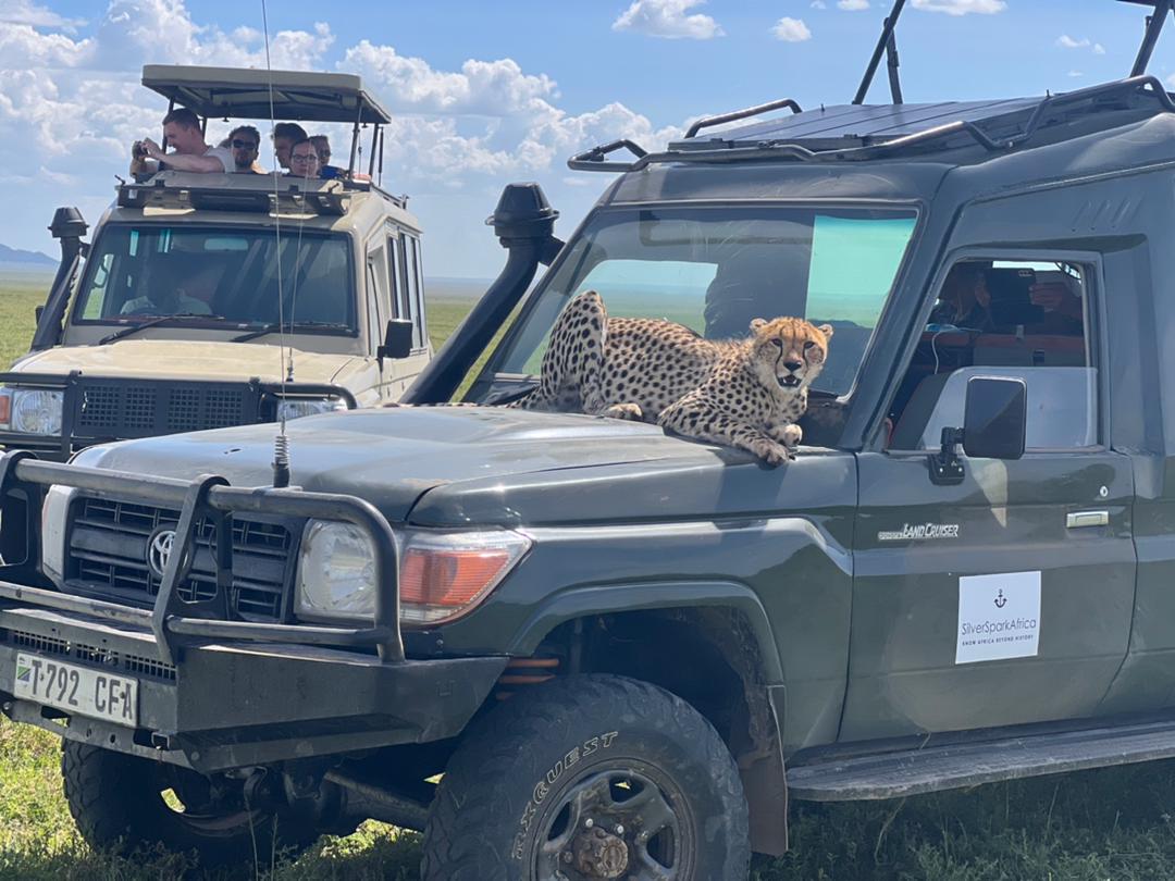 In the park, there is something about safari life that makes you forget all your sorrows and feel as if you had drunk half a bottle of champagne  bubbling over with heartfelt gratitude for being alive. 

📸: Cheetah 
#Safaritours #serengeti #cheetah #Tanzania #SilverSparkAfrica
