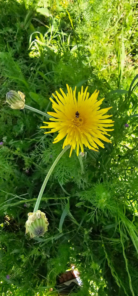 rojbaş efendiler ☀️✌️☕️🌾🦋🐞🍂☘️🌼🍁🍃