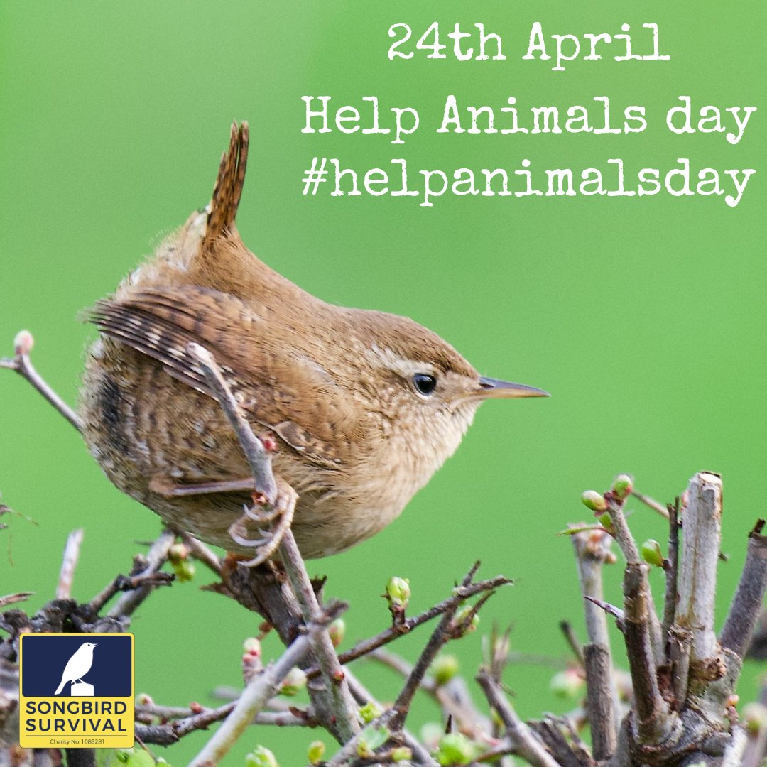 Happy #helpanimalsday 
24th April 

Today is your day to celebrate what you do to help animals and to let others know how they can help
 
#AnimalRescue
#ProtectAnimals
#AdoptDontShop
#RescueAnimals
#WildlifeConservation
#CompassionForAnimals
#EndAnimalCruelty
#helpanimals