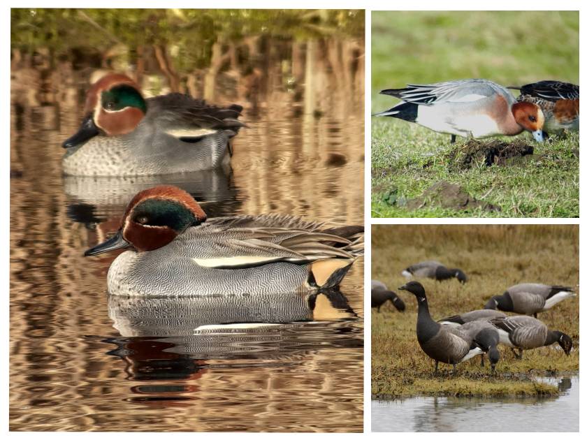 👉#Biodiversité > Dossier du mois 🦆Découvrez les actions de l'association @BretagneVivante pour mieux accueillir les #oiseaux d'#eau qui hivernent dans le golfe du @morbihan_fr sur la réserve naturelle du marais de Séné (56) lc.cx/WTOUM1