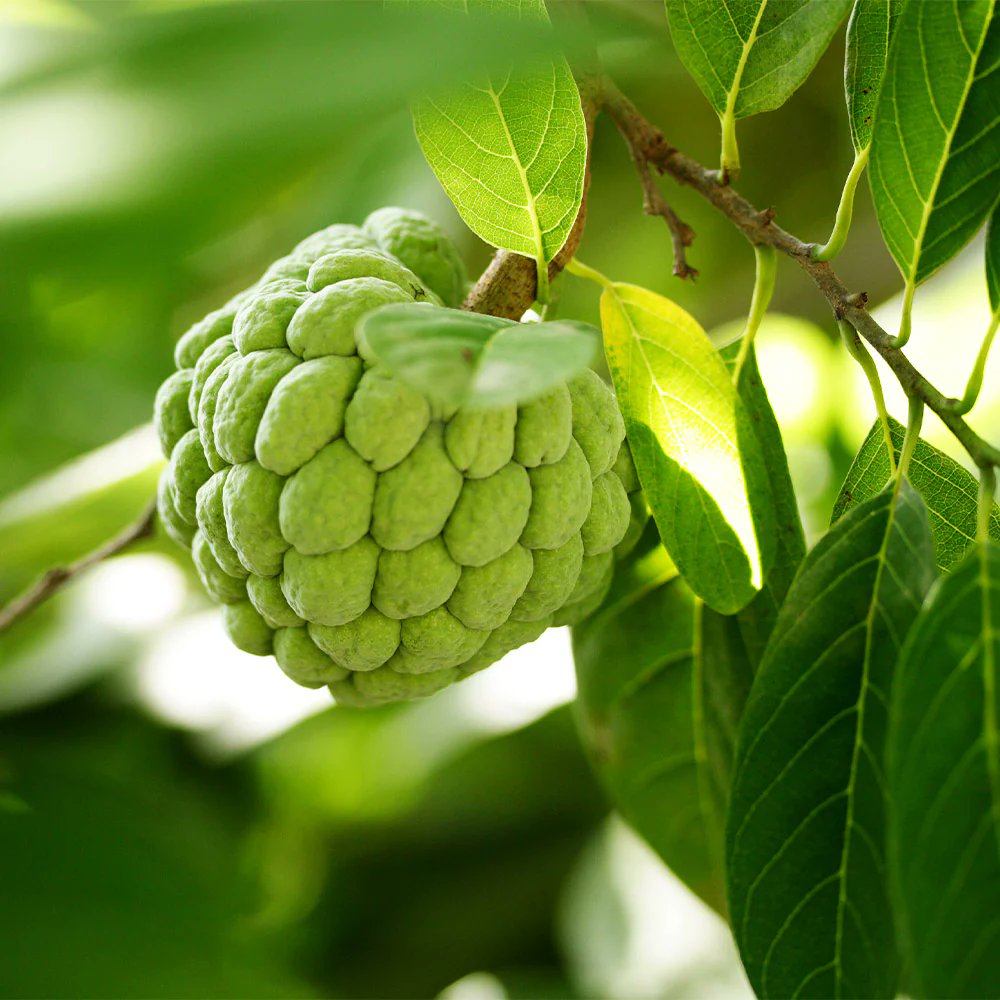 omnimedia122467's tweet photo. 🌿 Ever heard of the Sugar Apple tree? 🍏 Let me take you on a botanical journey through this fascinating plant! #Botany101 #Pachuca #PumpRules #IanEagle #Ntsiki https://t.co/6VwSI9HaBx