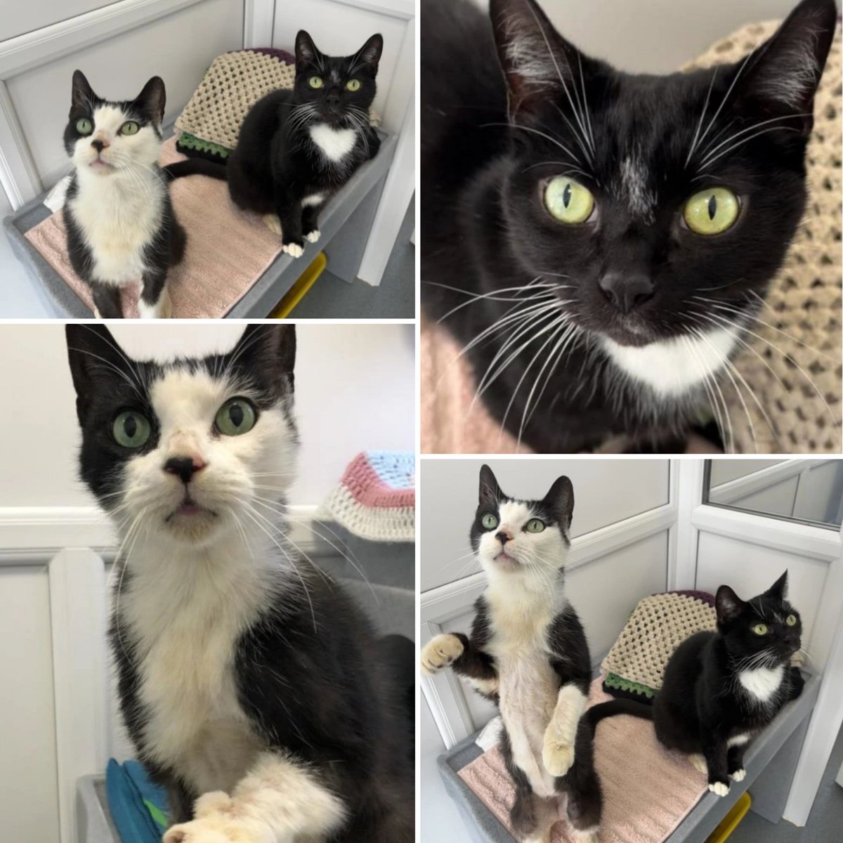 Wills & Harry (8) are super affectionate guys who absolutely thrive on attention! 😻

They love their tummy tickled & their ears scritched, and they're a huge fan of cuddles! 🫶🏻

They're looking to fly solo in an adult only #fureverhome 🏡

Find out more👇🏻
cats.org.uk/findacatform/?…