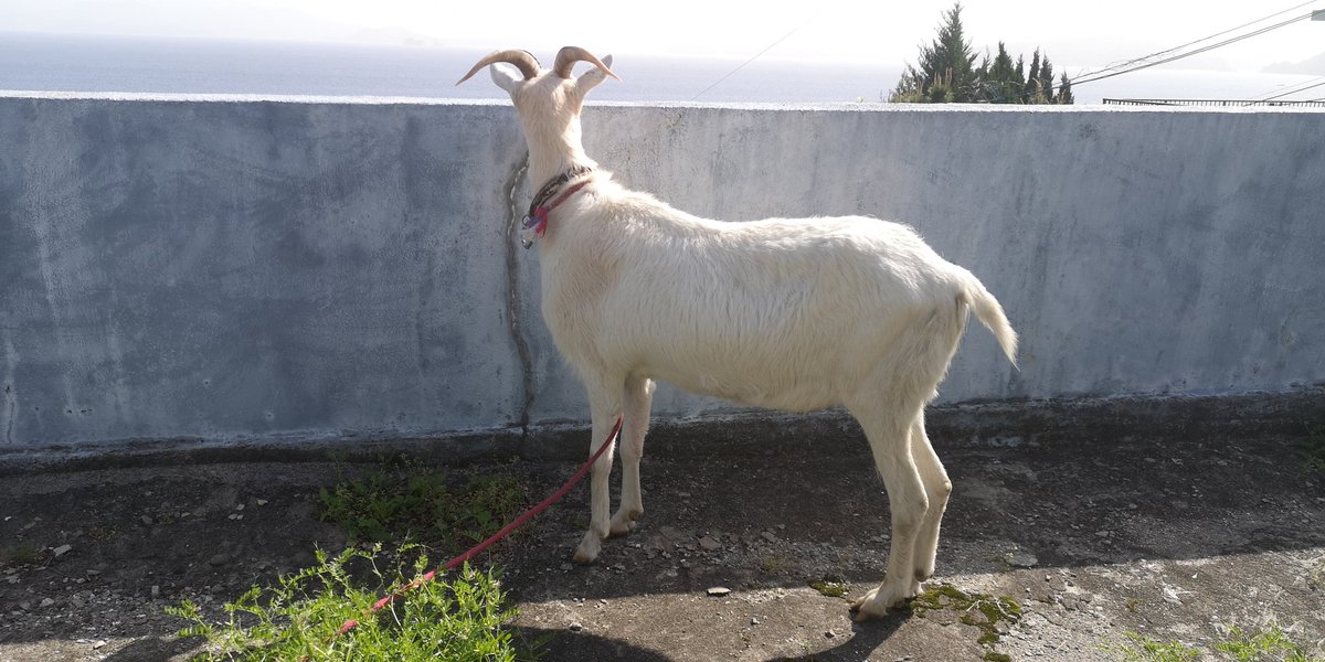 ヤギがカラオケで歌いそうな曲…『メ組のひと』。 ♪牧場まで噂走るよ メーッ！🐐