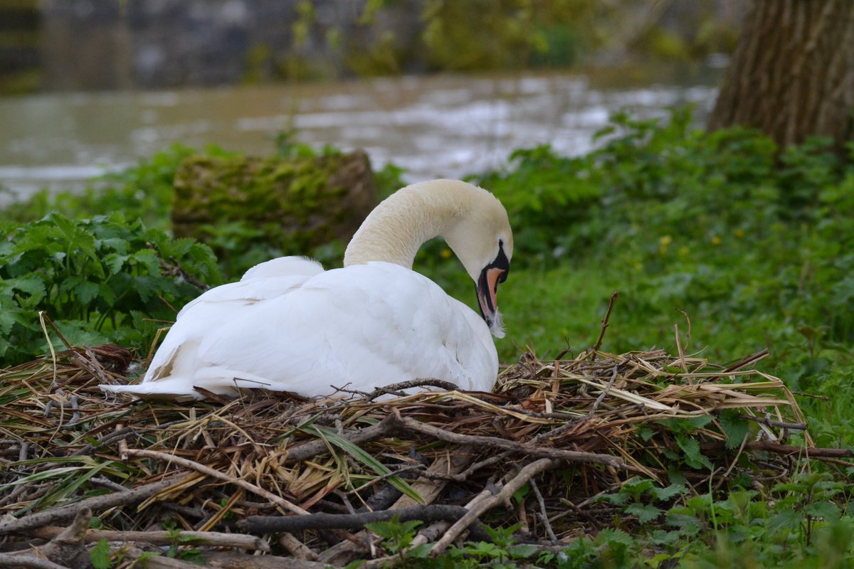 A friend invited me to observe a pair swans nesting in her private garden yesterday. The Pen preening her feathers, let them fall onto the nest, tenderly placing them around the eggs as she nestled back down to keep them snug and warm #DerbyshireWye 🦢 #Springwatch @SwanwatchUk