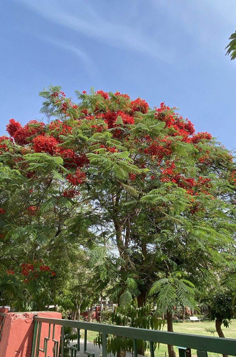 The time of the year to sing “GULMOHAR gar tumhara naam hota“ The flower that makes the summer heat look less cruel.