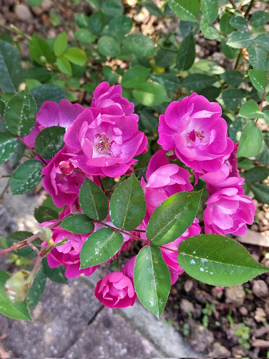 Happy #RoseWednesday #flowers #flowerphotography #garden #GardeningTwitter #GardeningX 🌿🌸🌿💮🌿🌸🌿