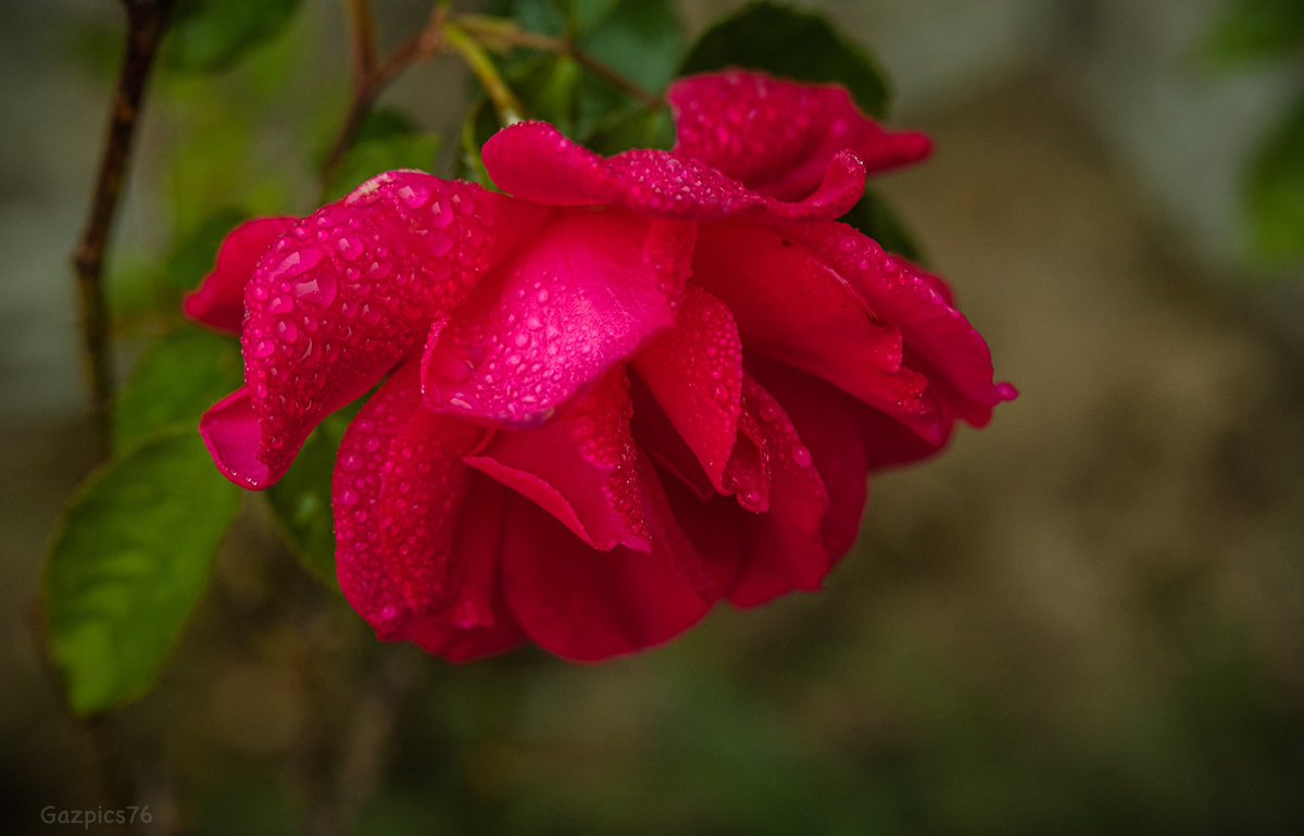 For #RoseWednesday . “ Rose After The Rain “ … #photography #flowers #appicoftheday #roses #nature #raindrops #fujifilm_xseries