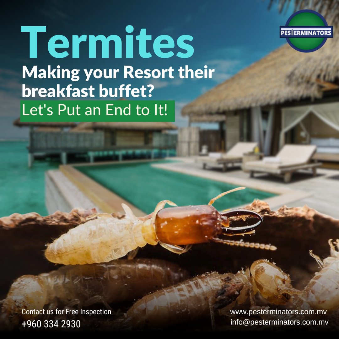 Termites Making your Resort their breakfast buffet?
Let's Put an End to It!

Contact us for Free Inspection - +960 334 2930

#pesterminators #pestmanagement #resort #maldives #maldivesresorts #termites #termitescontrol #termitesinspection #pestcontrol #pestproblems #protecthome
