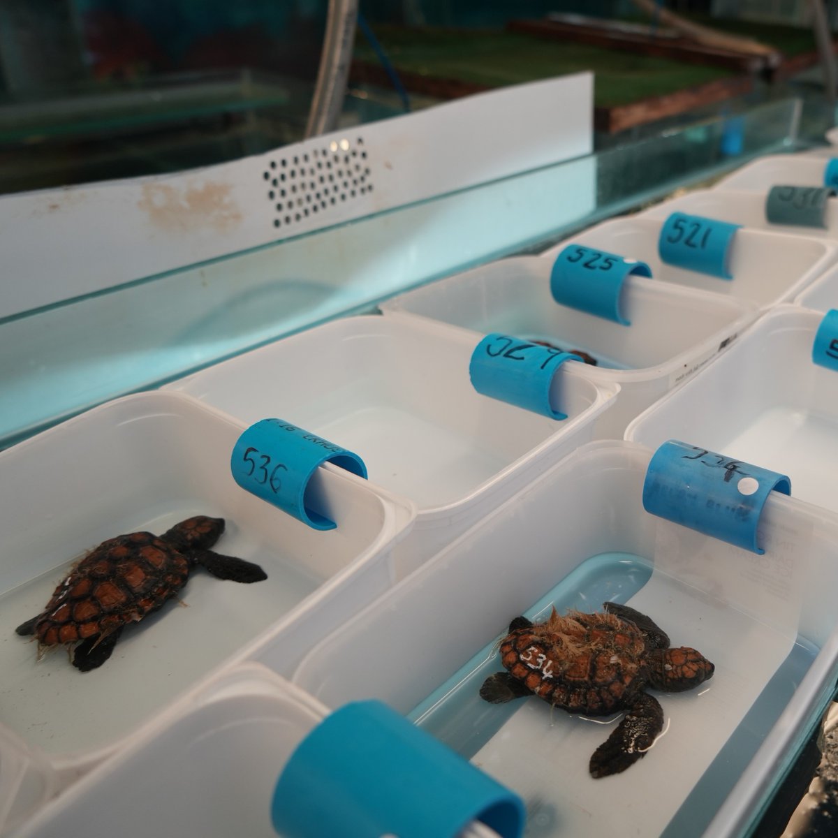 Our Turtle Conservation Centre has received over 530 loggerhead turtle hatchlings!🤯🐢 Each of these hatchlings is receiving treatment, care, yummy food, and time to recover before being released into the ocean when they're ready. 🩵 #twooceansaquarium #turtlerescue #turtle