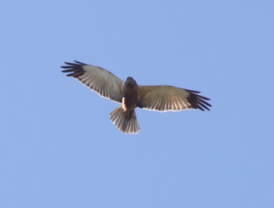 Aguilucho pálido (Circus cyaneus) sobrevolando en círculos un humedal en el que estaba pajareando. Él, bien; yo, con las cervicales crujiendo 😀